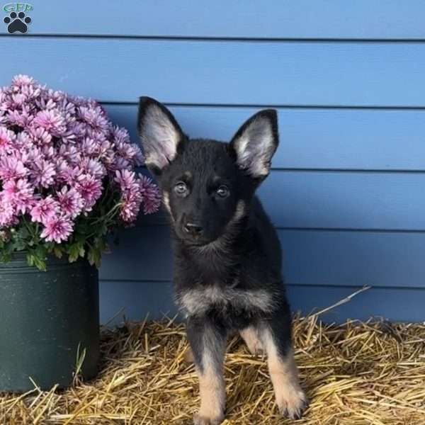 Susie, German Shepherd Puppy